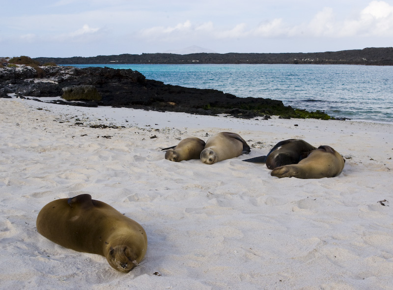 Galápagos Sealions On Beach